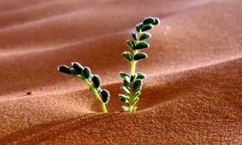 Puzzle 4310 - Hoggar la vie