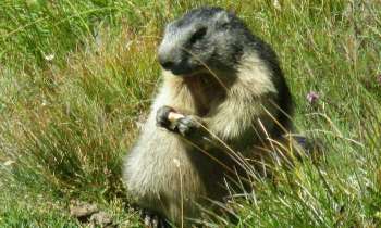 Puzzle 4354 - Marmotte à Grossglockner