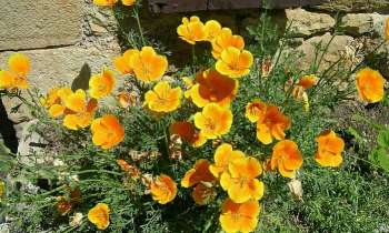 Puzzle 4433 - Jolies fleurs jaunes