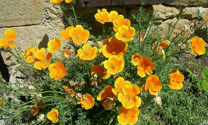 Puzzle Jolies fleurs jaunes