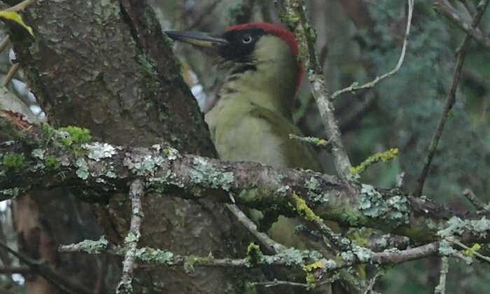 Puzzle Pivert dans les bois