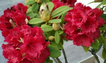 Puzzle 4451 - Rhododendron rouge