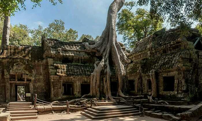 Puzzle Arbre enraciné