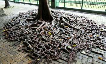 Puzzle 8216 - Arbre enraciné