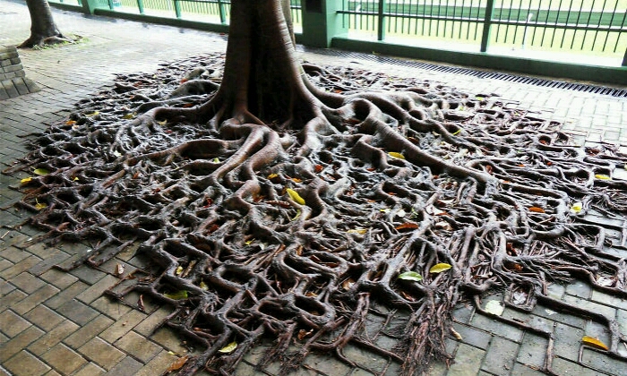 Puzzle Arbre enraciné