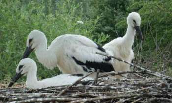 Puzzle 4398 - Cigognes en Alsace