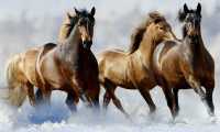 Puzzle Chevaux dans la neige