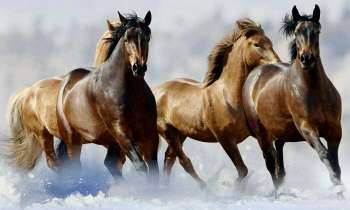 Puzzle 4454 - Chevaux dans la neige