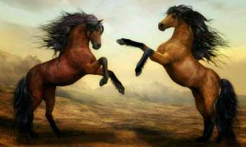Puzzle 4501 - 2 chevaux