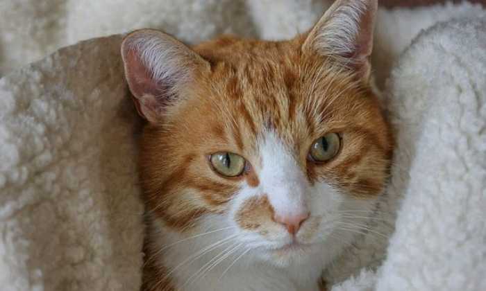 Puzzle Chat roux