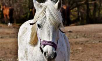 Puzzle 5153 - Cheval blanc