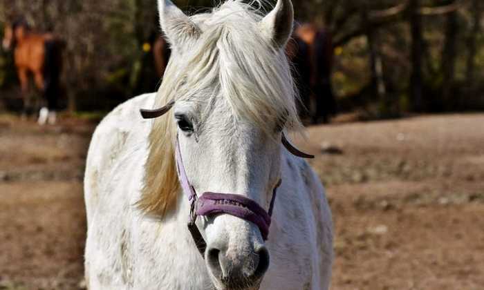 Puzzle Cheval blanc