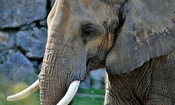 Puzzle 4910 - Elephant