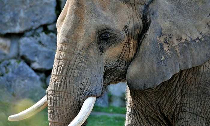 Puzzle Elephant