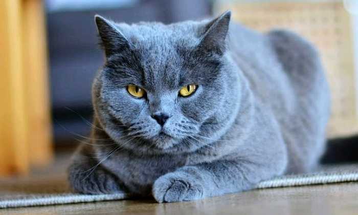 Puzzle Chat gris