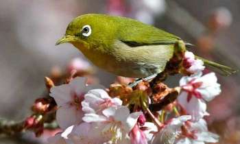 Puzzle 5156 - Un oiseau sur sa branche