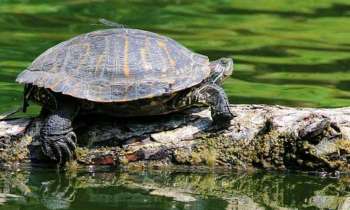 Puzzle 5003 - Tortue