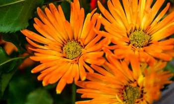 Puzzle 4967 - 3 fleurs oranges