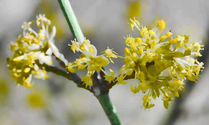 Puzzle Fleur bourgeon
