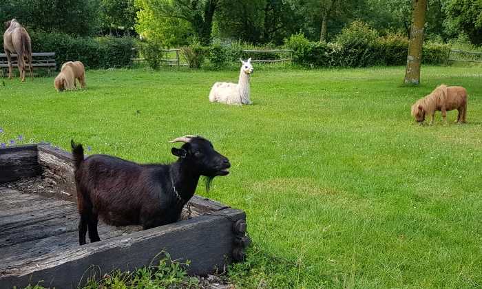 Puzzle Animaux dans un jardin
