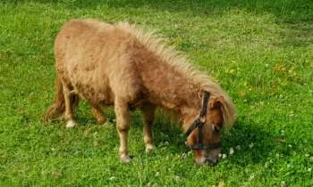 Puzzle 4561 - Petit poney