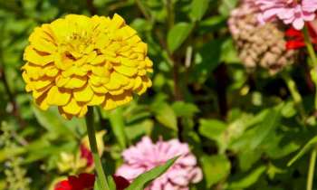 Puzzle 4888 - Fleurs