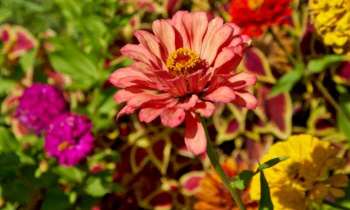 Puzzle 4612 - Fleurs