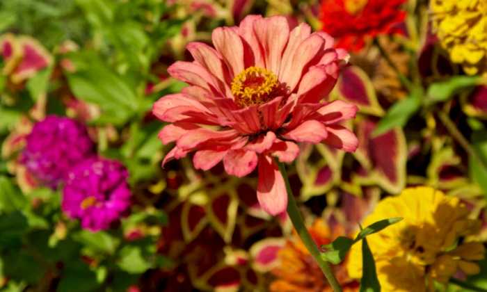 Puzzle Fleurs