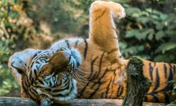 Puzzle 4625 - Tigre