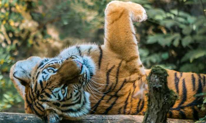 Puzzle Tigre