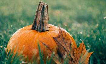 Puzzle 4647 - Citrouille en automne
