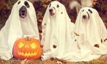 Puzzle 4651 - Chiens fantômes