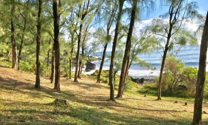 Puzzle Forêt à la Réunion