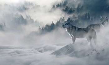 Puzzle 7978 - Loup en hiver
