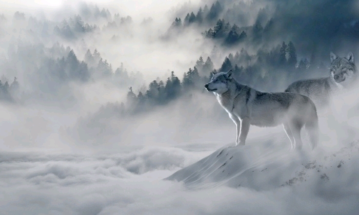 Puzzle Loup en hiver