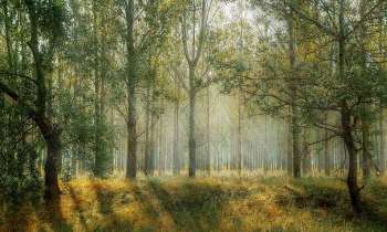 Puzzle 4785 - Forêt ombragée