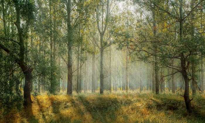 Puzzle Forêt ombragée