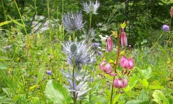 Puzzle 4833 - Fleurs de montagne