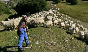Puzzle 4820 - Troupeau de moutons