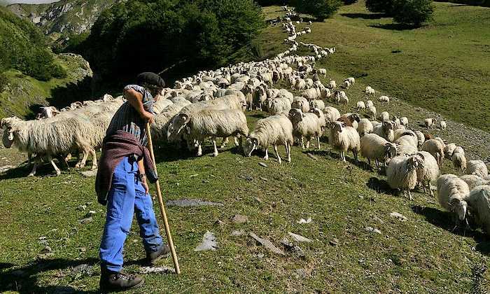 Puzzle Troupeau de moutons