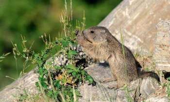 Puzzle 4836 - Marmotte des Pyrénées