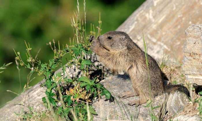 Puzzle Marmotte des Pyrénées