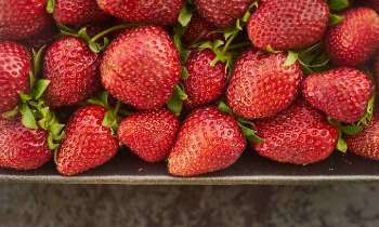 Puzzle 4857 - Fraises d'été