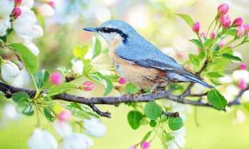 Puzzle 5273 - Oiseau sur sa branche