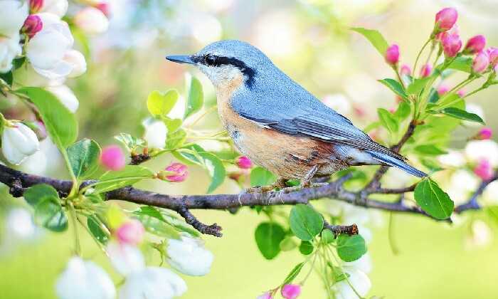 Puzzle Oiseau sur sa branche