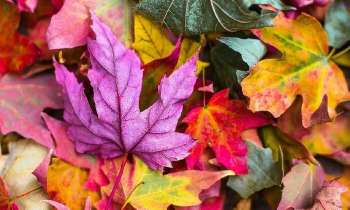 Puzzle 5015 - Feuilles d'automne