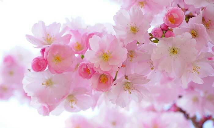 Puzzle Fleurs de couleur rose