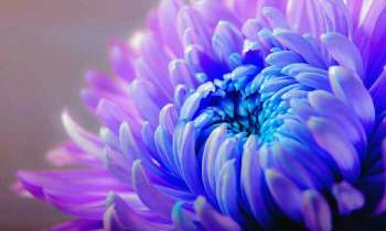 Puzzle 4931 - Fleur bleue