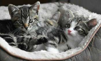 Puzzle 4929 - 2 chatons