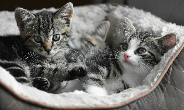 Puzzle 2 chatons